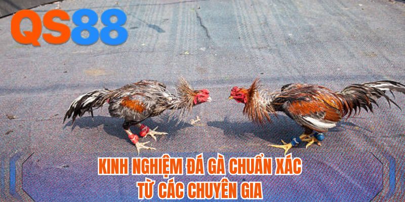 Kinh nghiệm đá gà chuẩn xác từ các chuyên gia